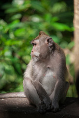 Naklejka na ściany i meble January, 19, 2017, Ubud, Bali, Indonesia: funny macaque in Sacred Monkey Forest. Mammal animals in zoo park, natural environment. Travel guide: what to visit on Bali, must see place.