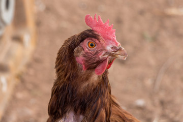 Close up of a brown hen. Red crest, yellow eye