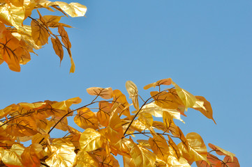 gold leaf background soft focus, use for background