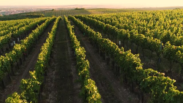 Aerial flight over vineyards at sunset, up to panorama