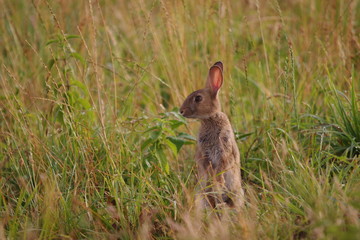 Lapin aux aguets sur son derrière