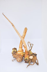 Galangal on white back ground