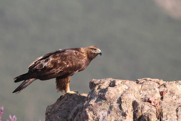 Golden eagle on the rocks