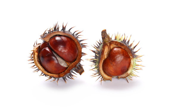 Brown chestnuts isolated on white background
