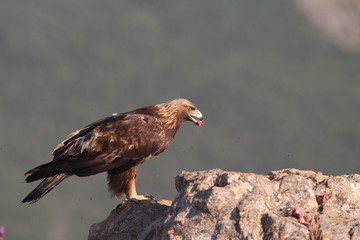 Golden eagle on the mountains