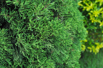 green leaf background