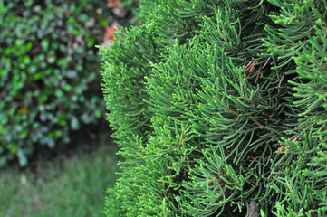 green leaf background