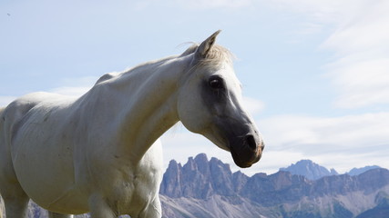 Obraz na płótnie Canvas horse with mountains