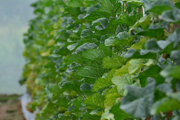 Cantaloupe planting in greenhouse pesticide residue free