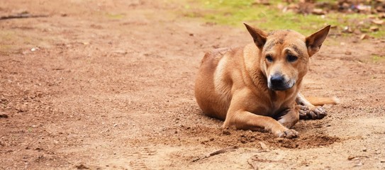 hungry stray dog wait someone give food on dirty ground in countryside for background