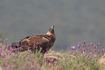 Golden eagle on the mountains