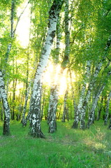 sun through the trees of a birch grove