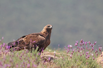 Golden eagle on the rocks