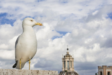 Seagull in Rome with clouds