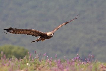 Golden eagle on the mountains
