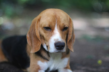 Portrait of beagle dog outdoor.
