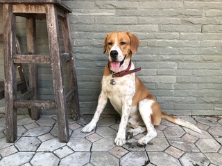 beagle dog