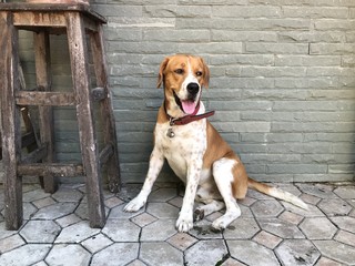 beagle dog