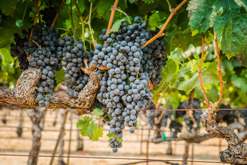 Grapes on vine in vineyard for wine making