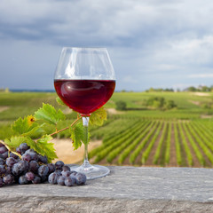 Vignoble en Anjou