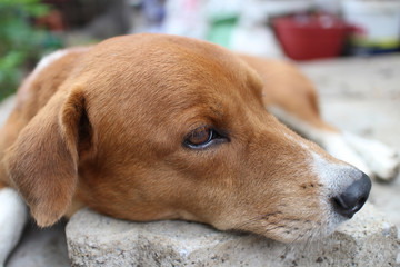 Close up face of an adorable brown dog.