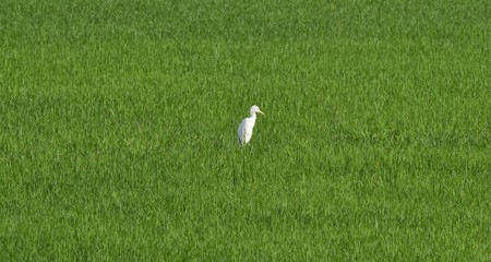 white egret stand alone in green rice field for background