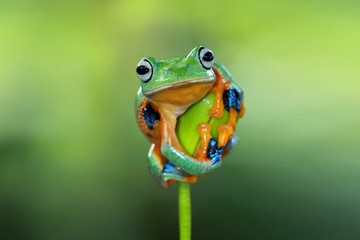 Fototapeta premium Rzekotka, latająca żaba