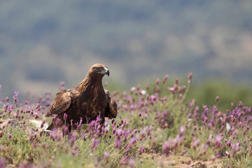 Golden eagle on the mountains