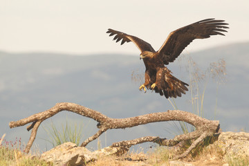 Golden eagle