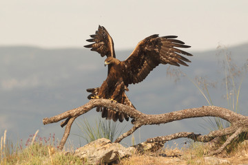 Golden eagle on the mountains