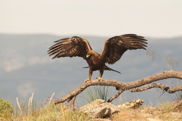 Golden eagle on the mountains