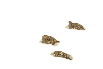 Flock of wild partridges in the snow of the winter steppe. Wildlife birds. Natural background with copy space.