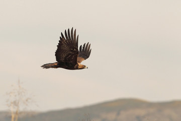 golden eagle fly