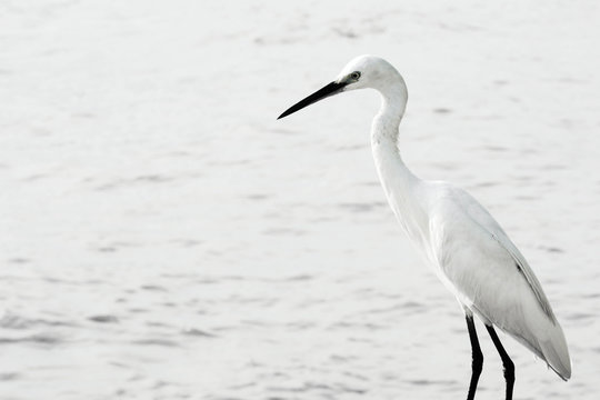 white great egret