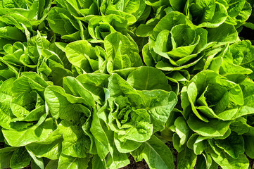 Overhead view of fresh lettuce growing on the farm.