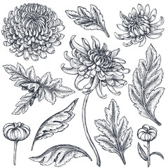 Set of hand drawn chrysanthemum flowers - obrazy, fototapety, plakaty