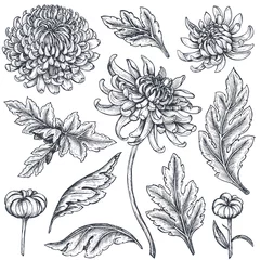 Set von handgezeichneten Chrysanthemenblumen © natality