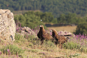 Pair of golden eagles
