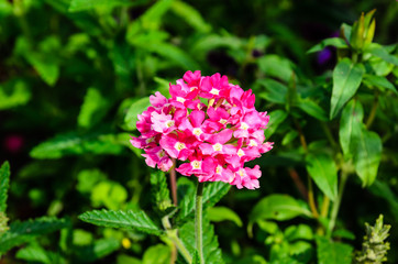 Fototapeta premium Pink phlox flower on a flowerbed in garden