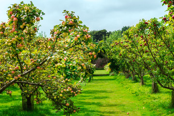 Fototapeta na wymiar Apple trees in the Garden during Autumn, UK