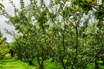 Fototapeta premium Apple trees in the Garden during Autumn, UK