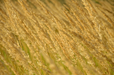 Calamagrostis epigeios in sunny day. Autumn backdrop