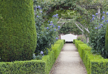 White wooden bench at the end of a path under rose arch, between trimmed hedge, blue and pink flowers in an English summer garden. - 170623263