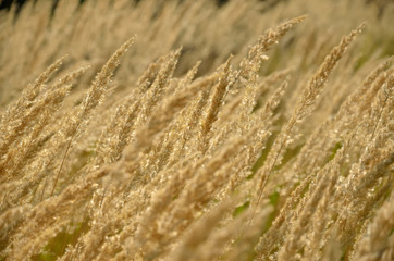 Calamagrostis epigeios on a windy day. Autumn background