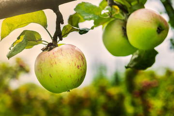 Apple trees  in the Garden during Autumn, UK