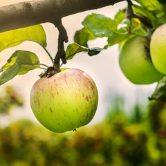 Apple trees  in the Garden during Autumn, UK