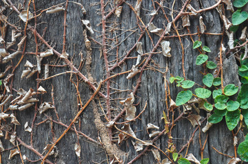 root on tree bark background