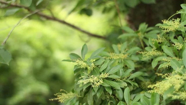 Forest at Hodosan shrine in Saitama close shot fornt rack focus