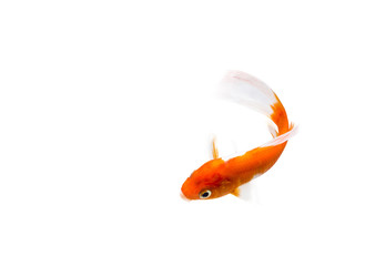 Red Goldfish on White Background