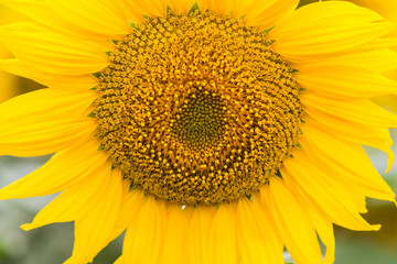Obraz premium Beautiful sunflower field